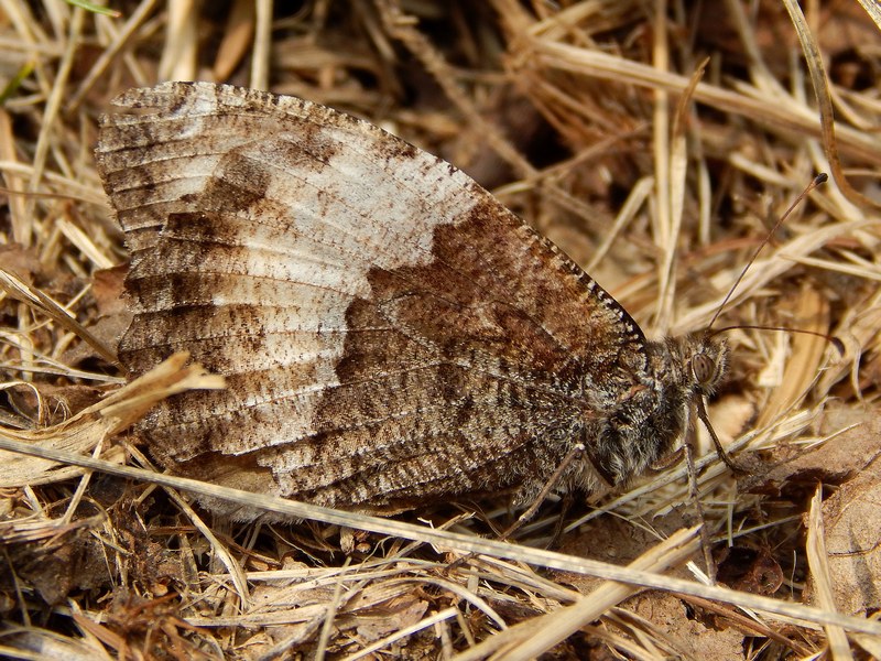 Hipparchia fagi?